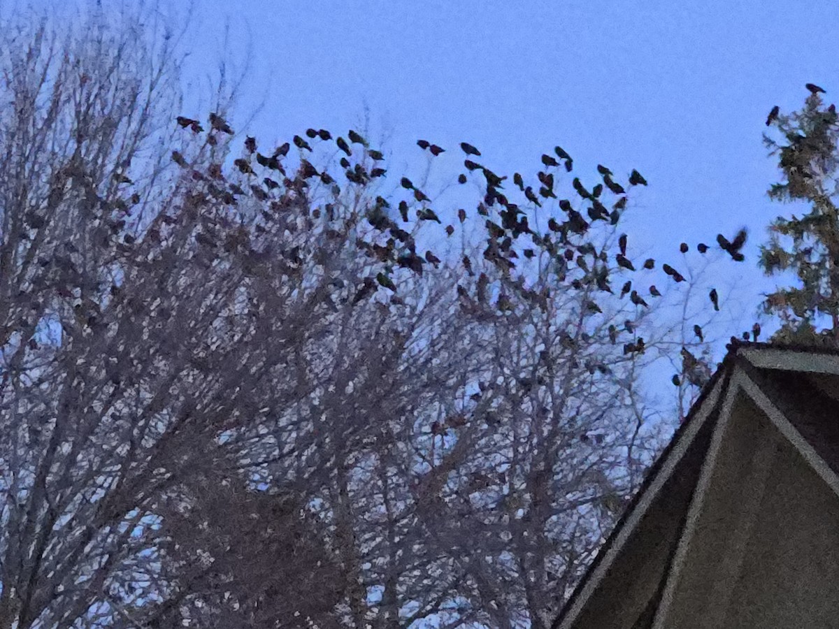 American Crow - ML645516658