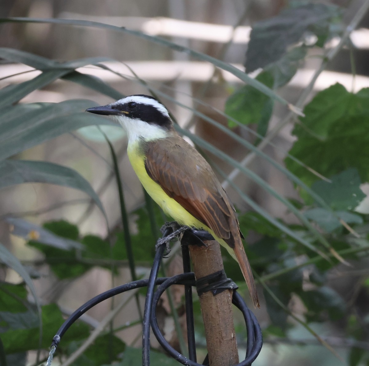 Great Kiskadee - ML645516659