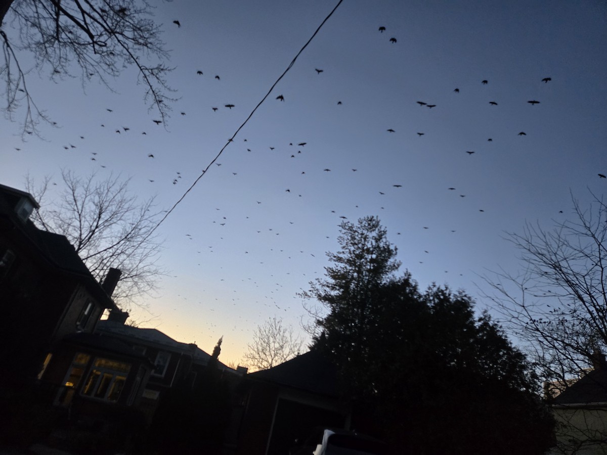 American Crow - ML645516660