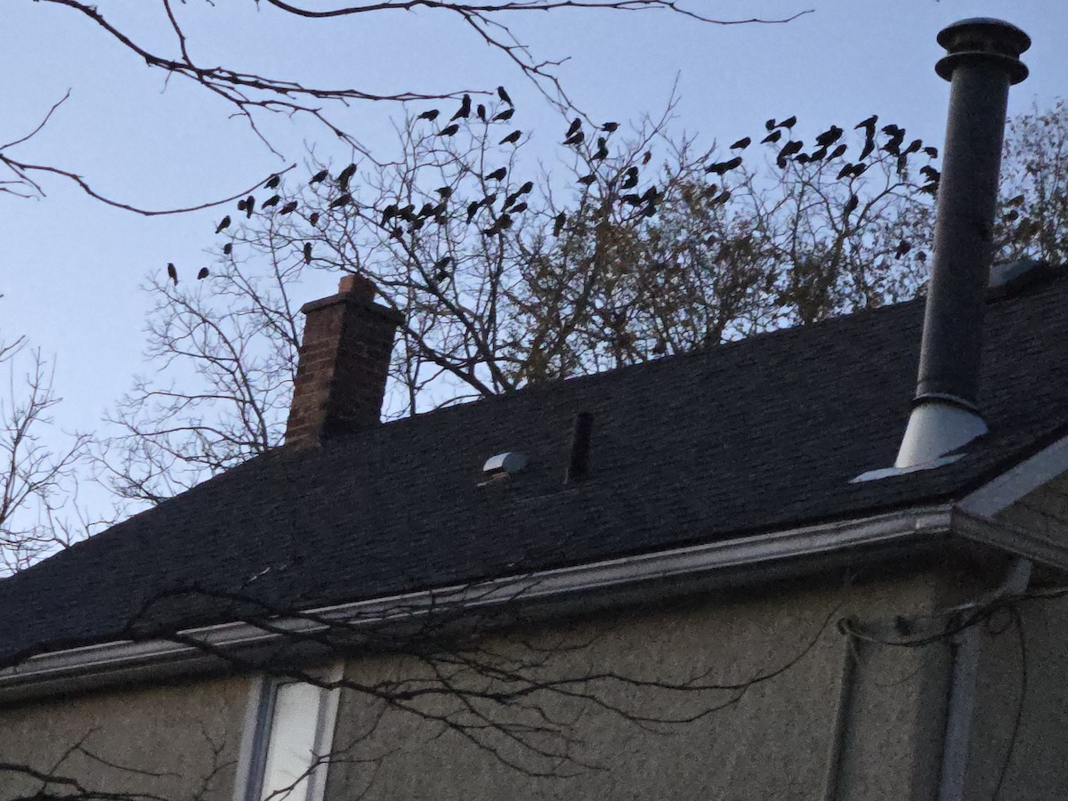 American Crow - ML645516662