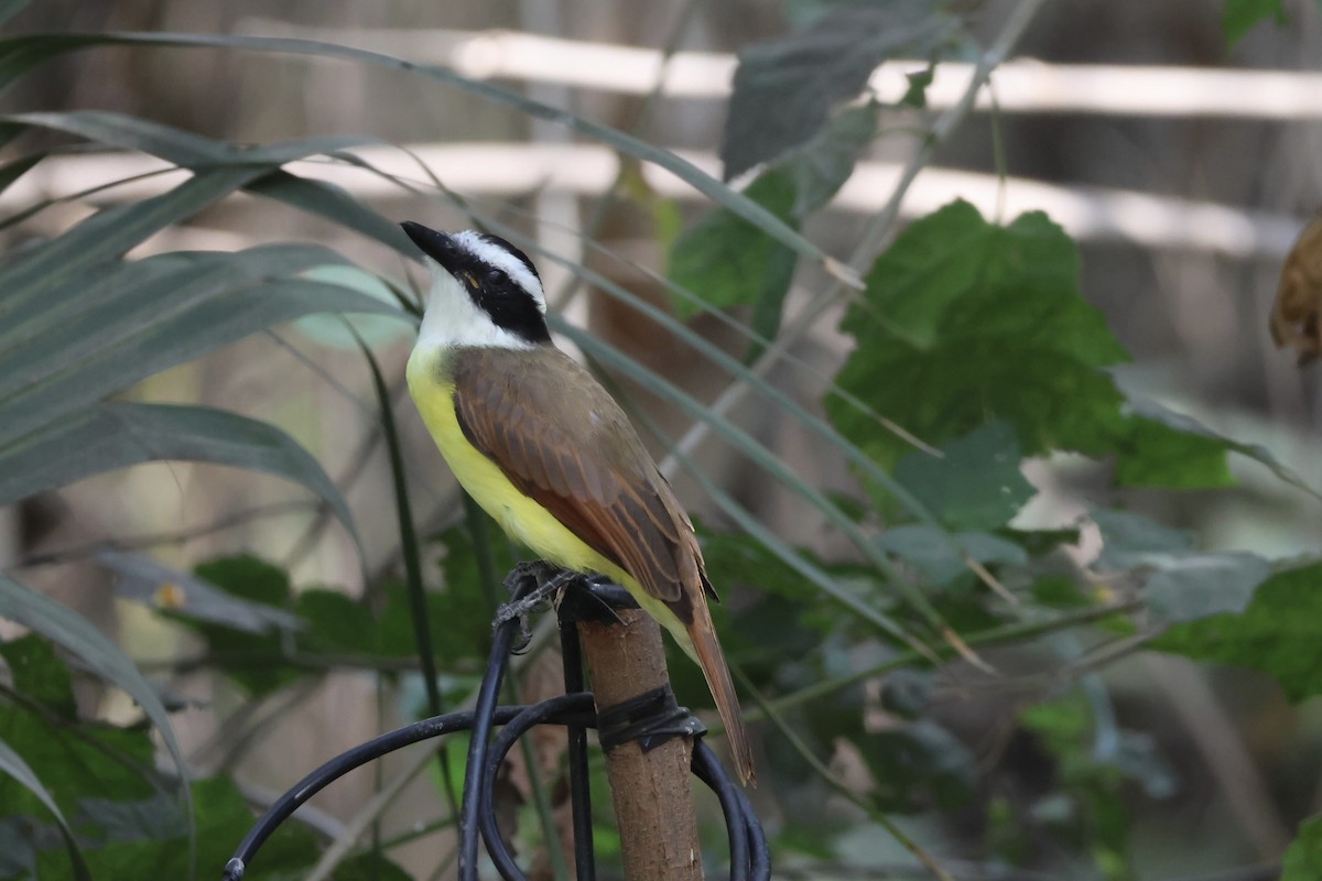 Great Kiskadee - ML645516663