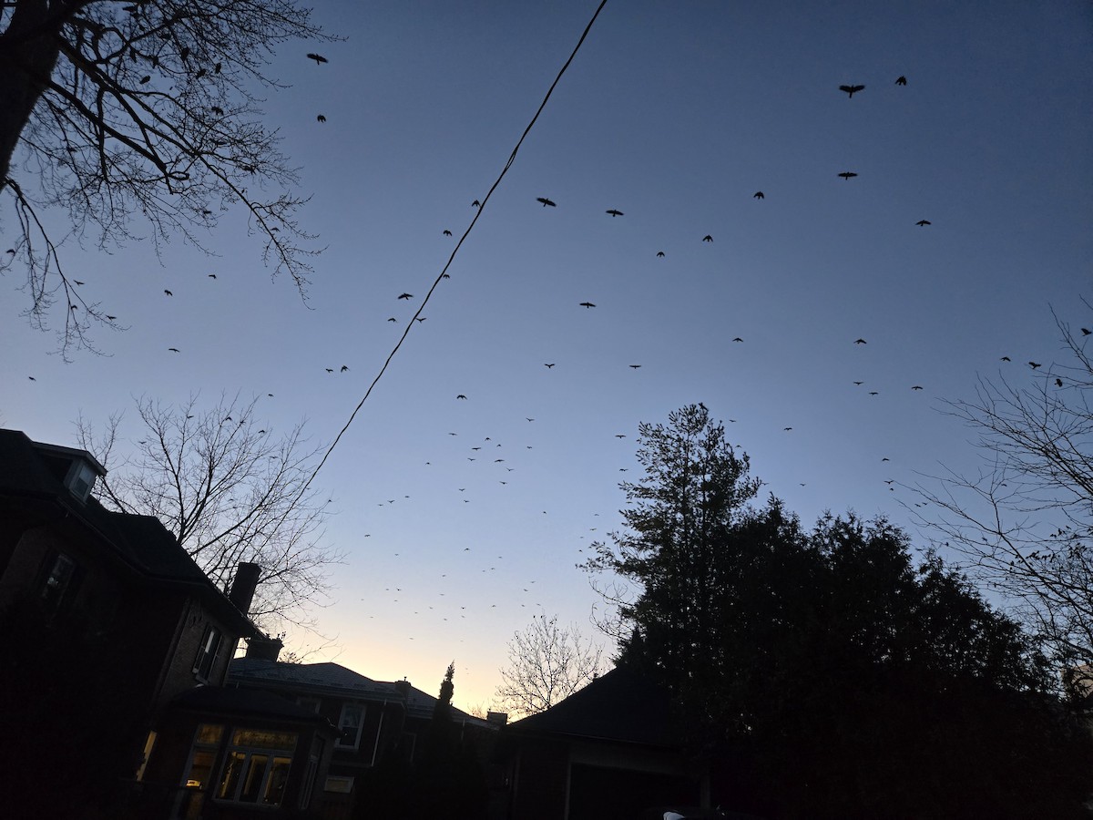 American Crow - ML645516664