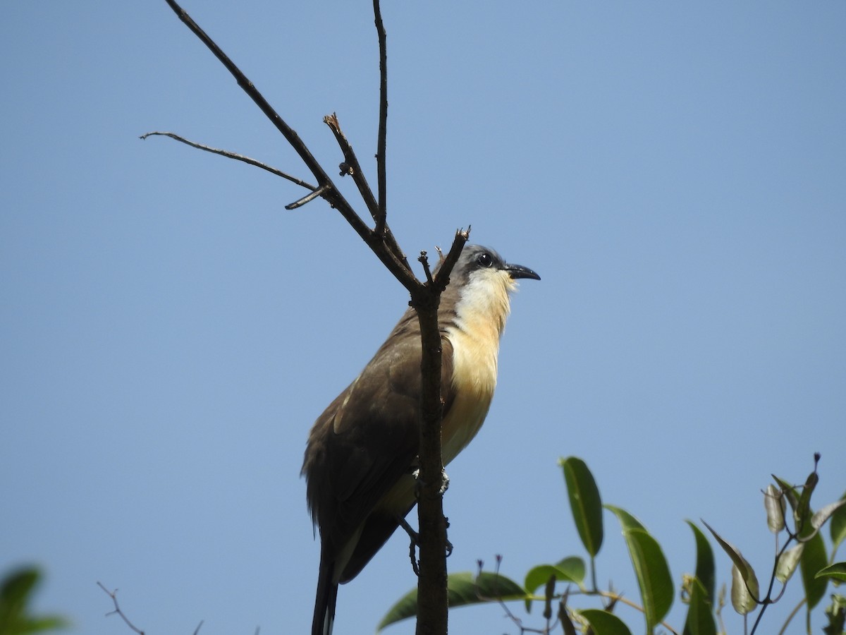 Кукліло бурий - ML645516665