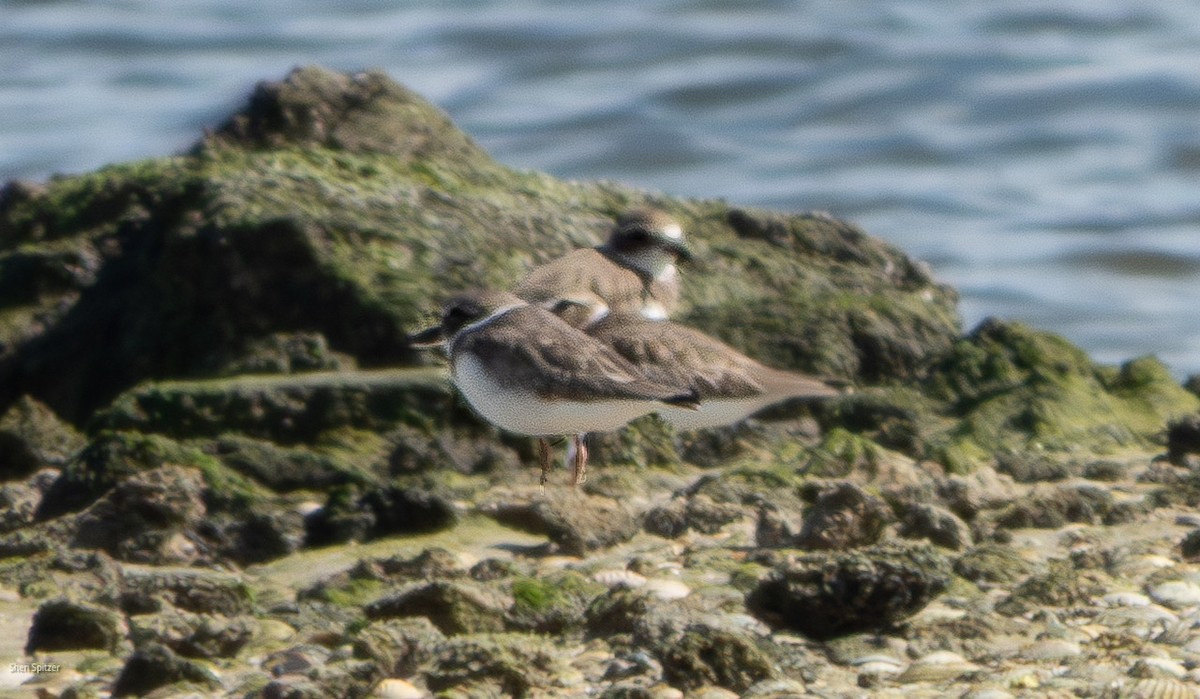 Wilson's Plover - ML645516667