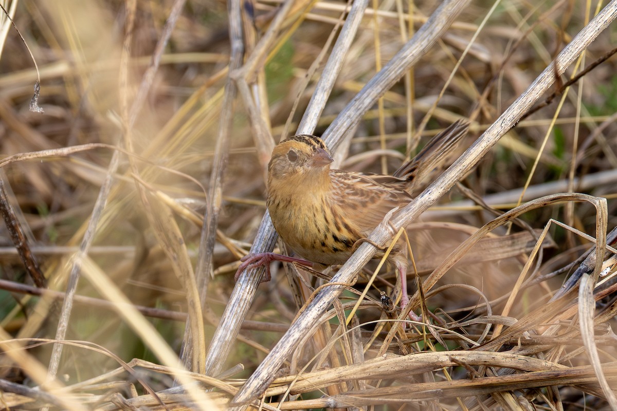 LeConte's Sparrow - ML645516673