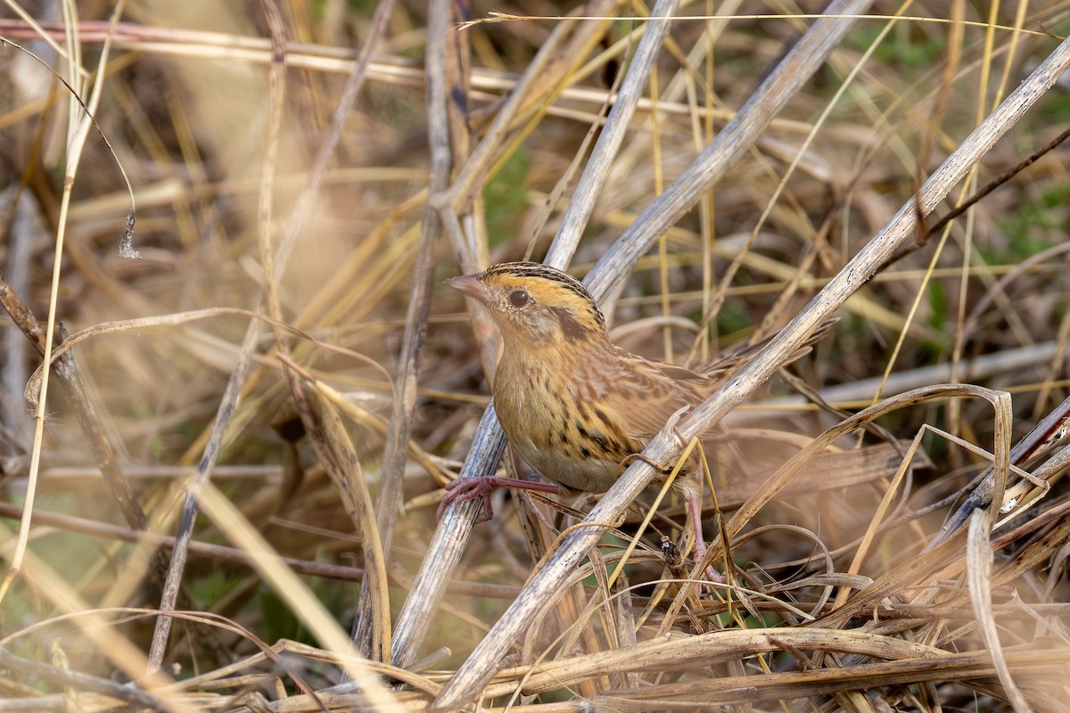 LeConte's Sparrow - ML645516674