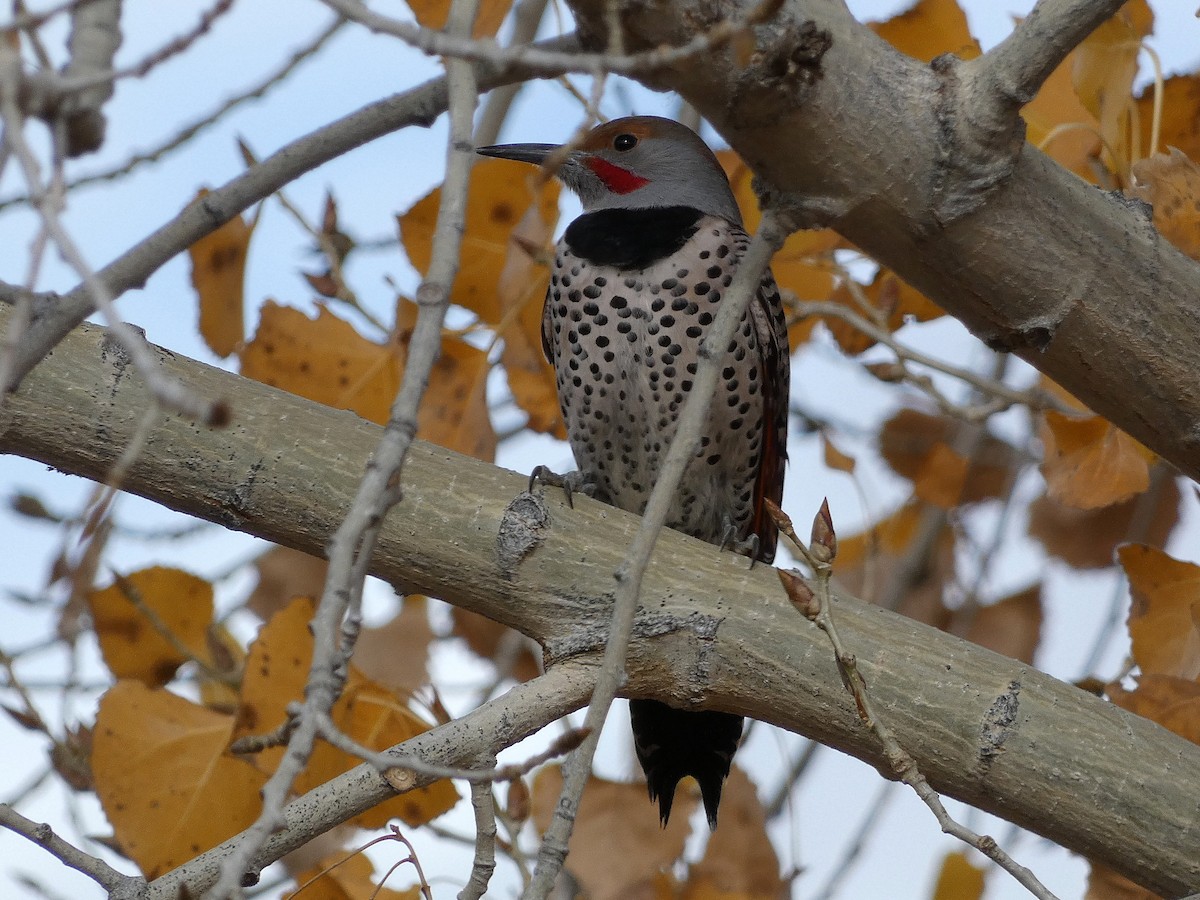 Northern Flicker - ML645516675
