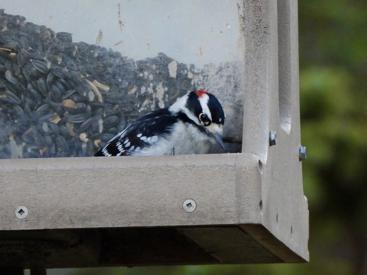 Дятел пухнастий - ML645516687