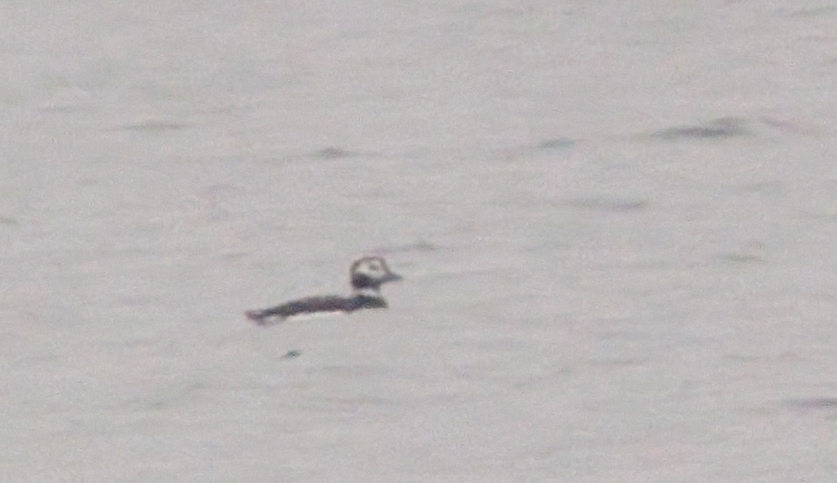 Мөнгөлөг шунгаахай - ML645516700