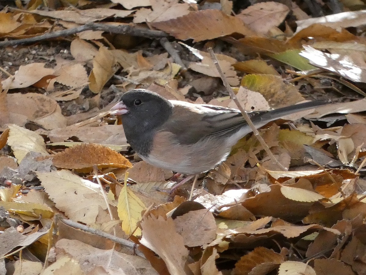 Dark-eyed Junco - ML645516703