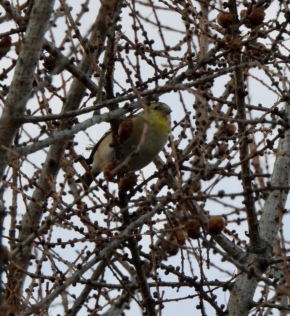 Чиж золотий - ML645516718