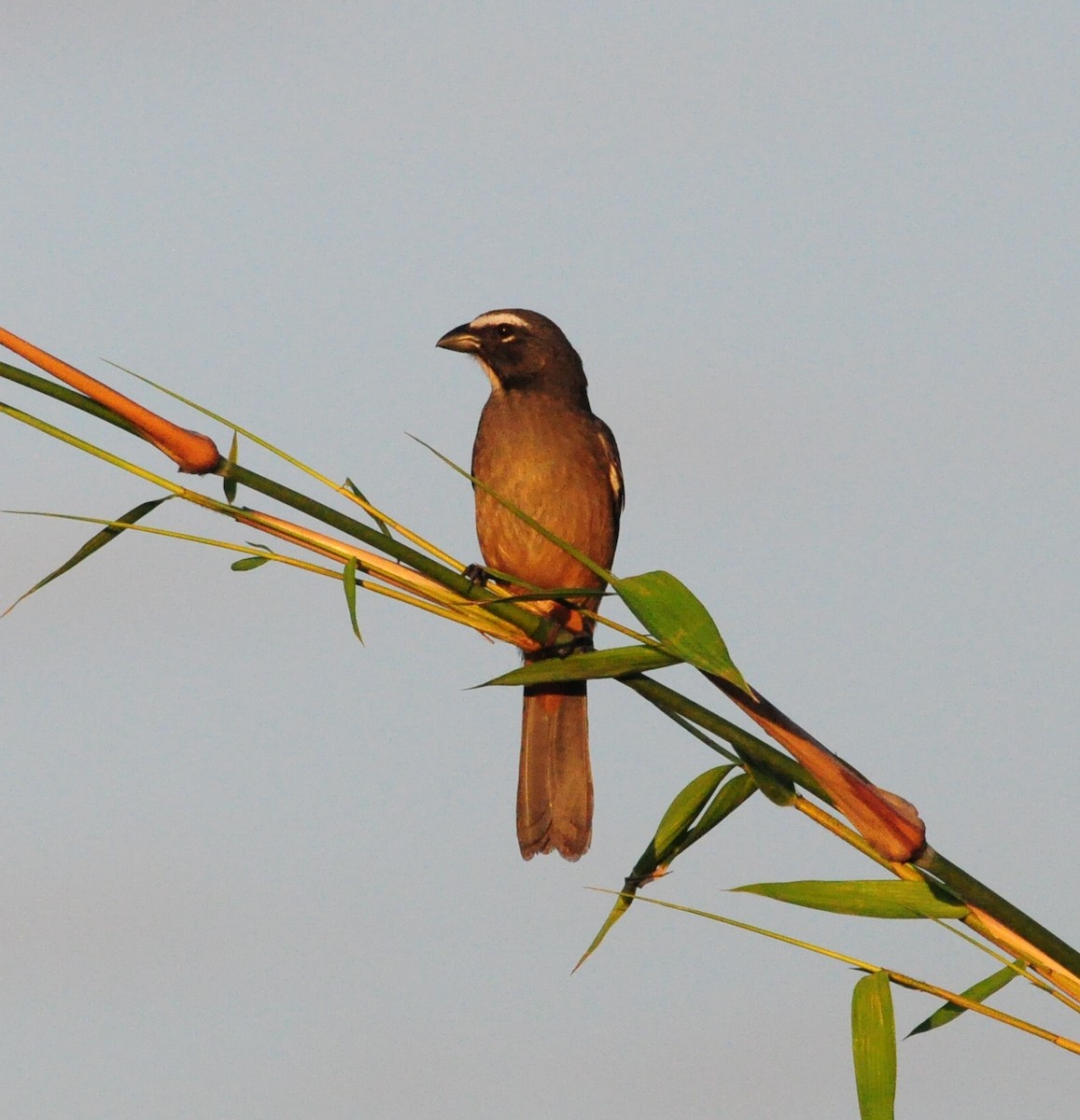Cinnamon-bellied Saltator - ML645516726