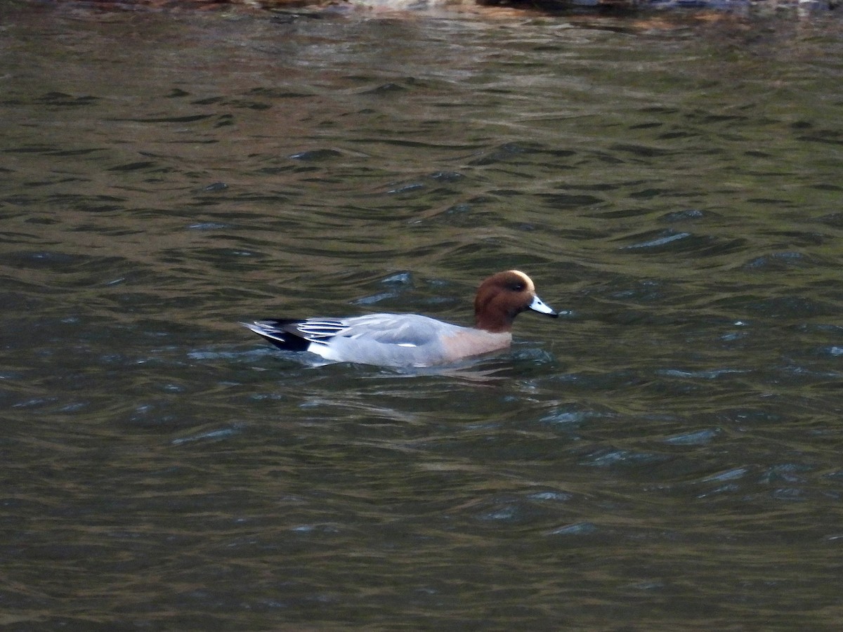 Eurasian Wigeon - ML645516727