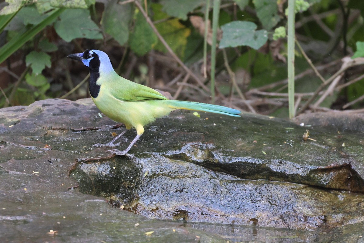 Geai vert - ML645516739