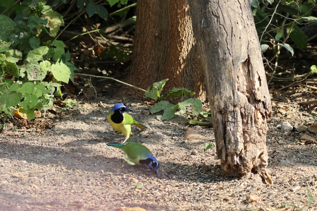 Geai vert - ML645516740