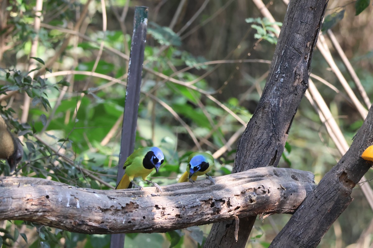 Geai vert - ML645516742