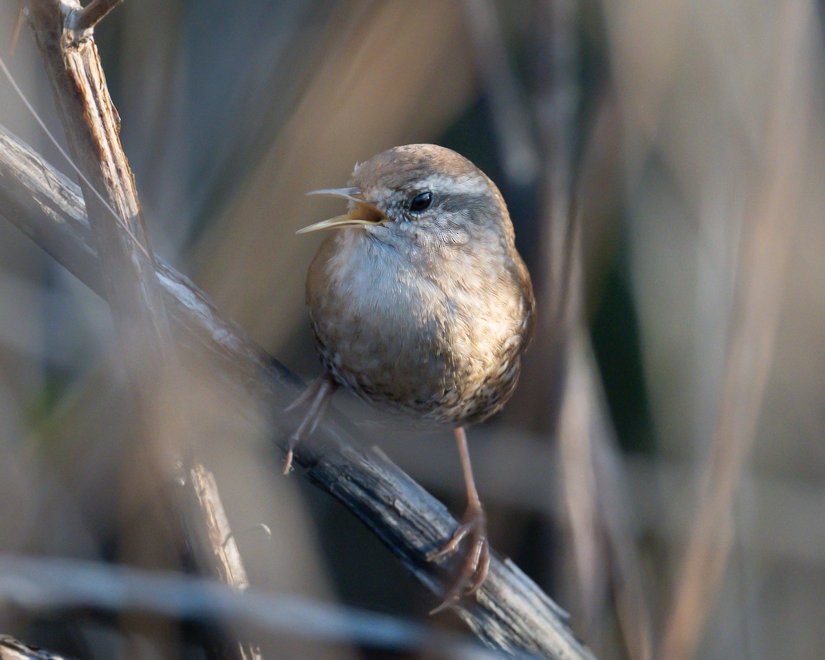 フユミソサザイ - ML645516743