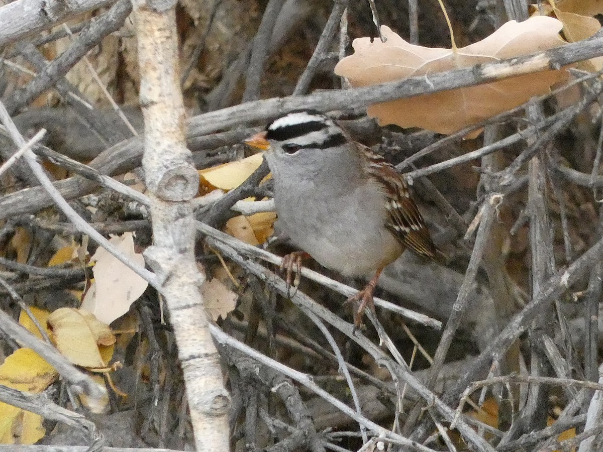 White-crowned Sparrow - ML645516745