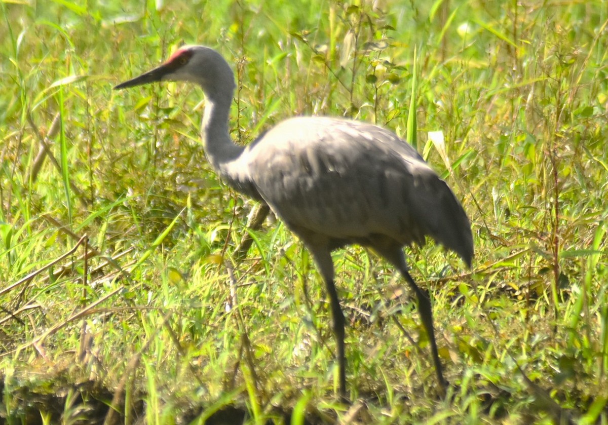 カナダヅル（canadensis） - ML645516749