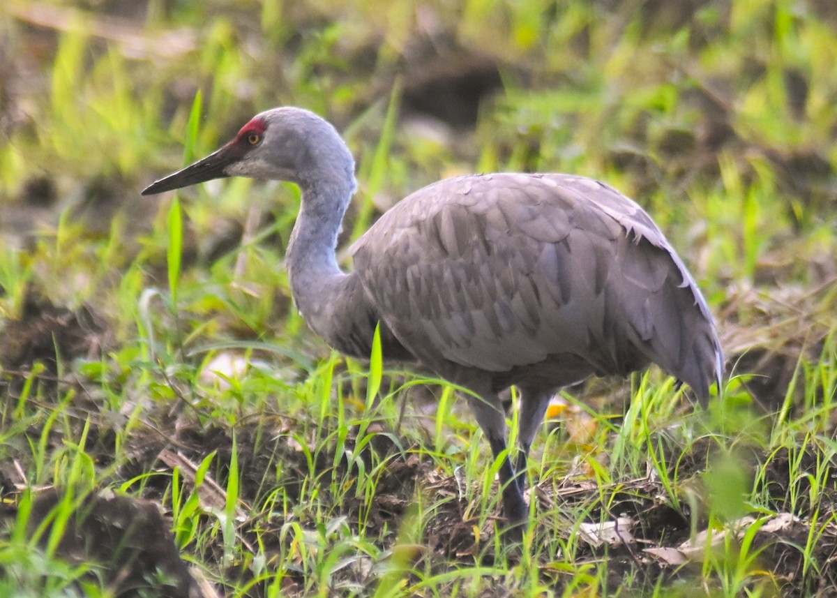 カナダヅル（canadensis） - ML645516750