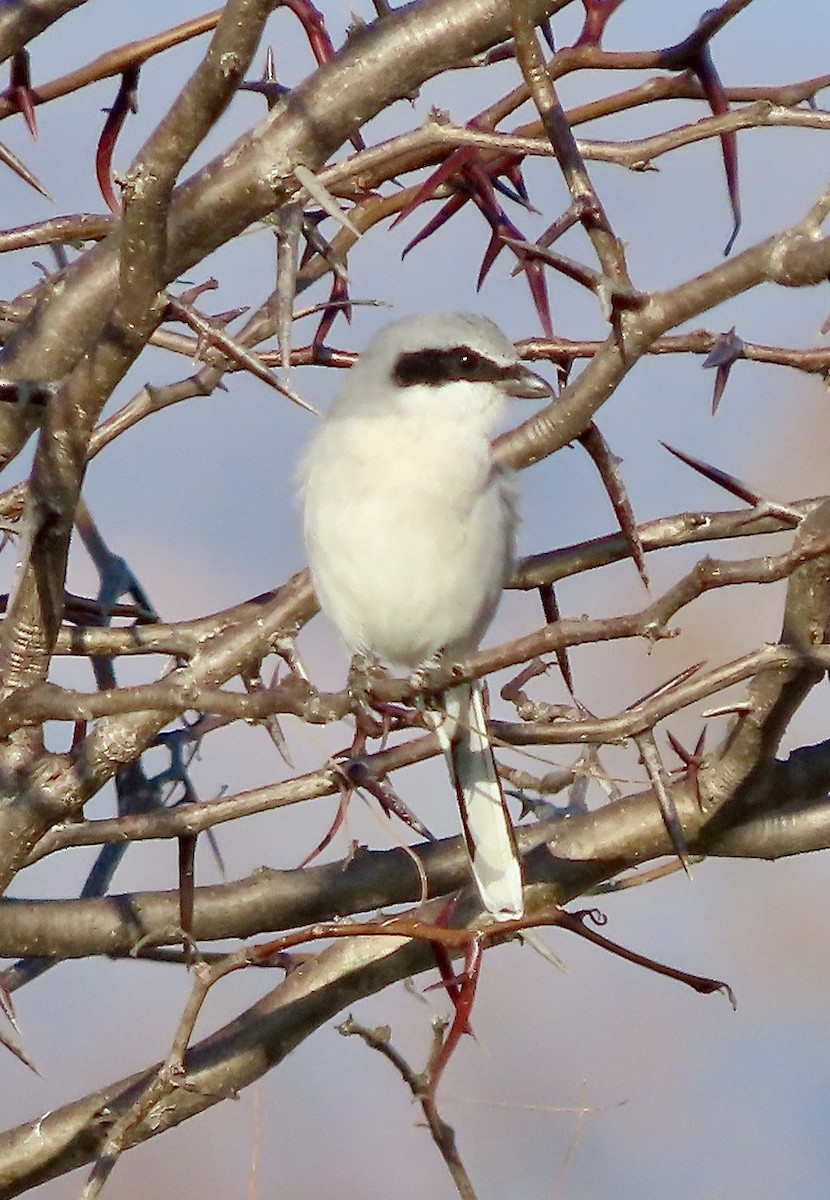 Loggerhead Shrike - ML645516754