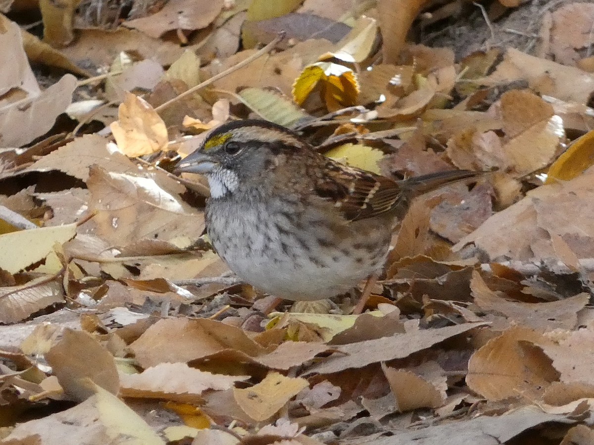 White-throated Sparrow - ML645516767