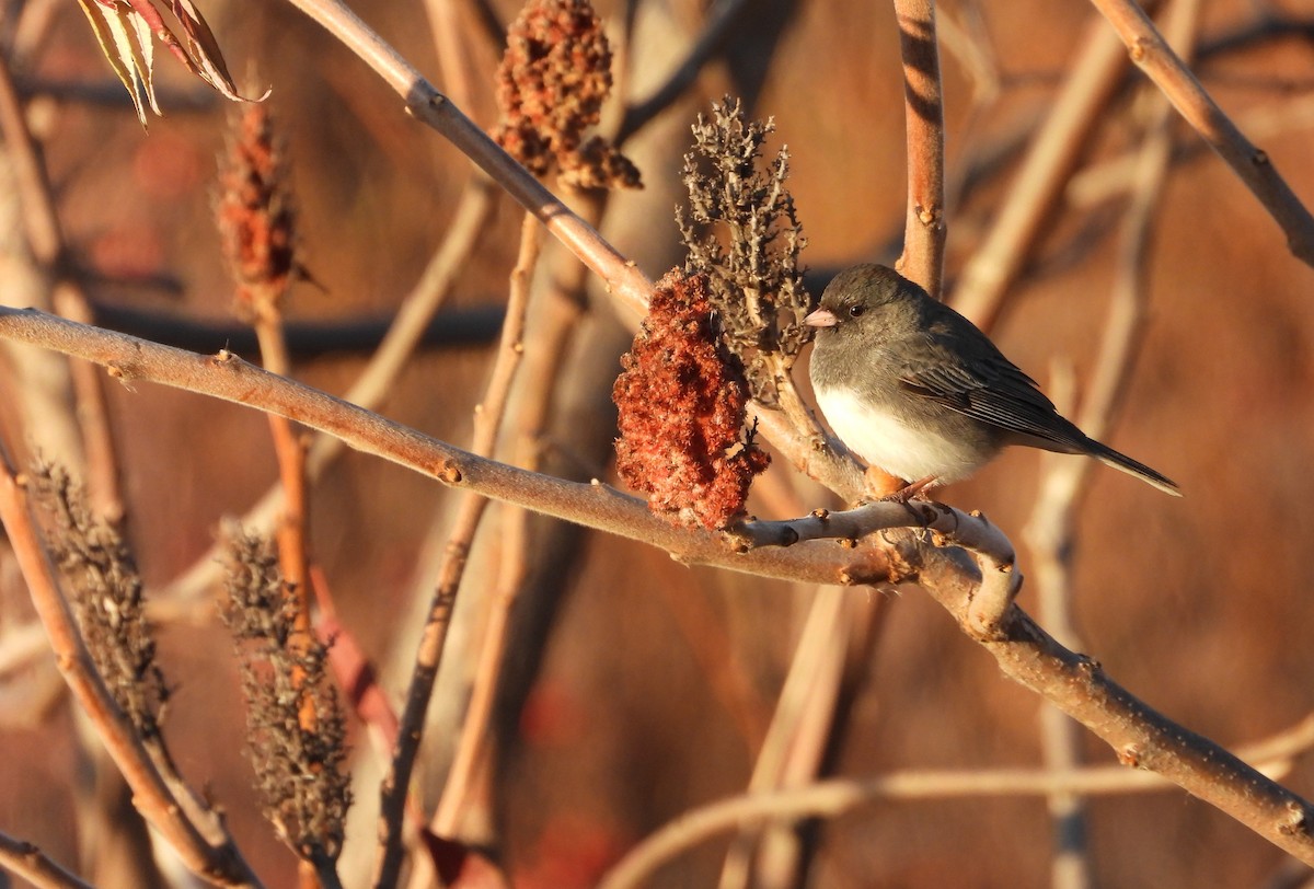Dark-eyed Junco (Slate-colored) - ML645516777