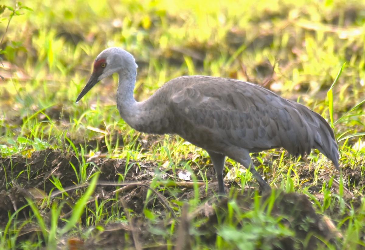 カナダヅル（canadensis） - ML645516783