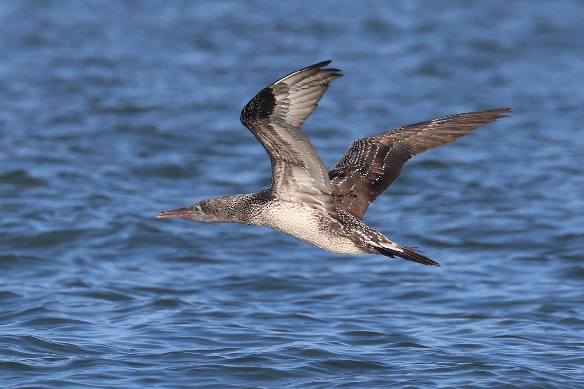 Northern Gannet - ML645516786