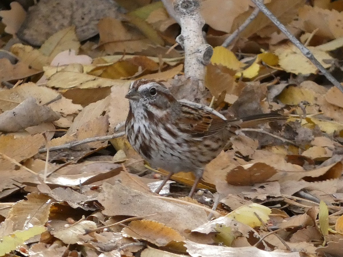 Song Sparrow - ML645516787