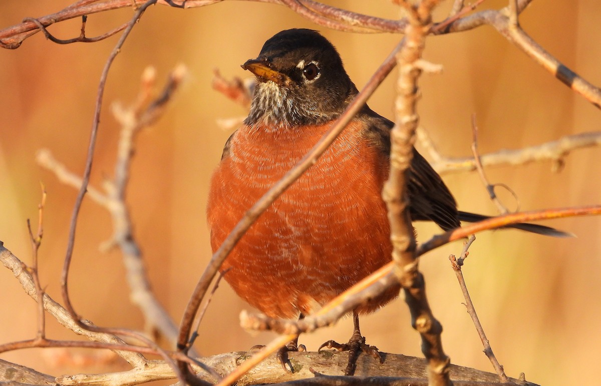 American Robin - ML645516798