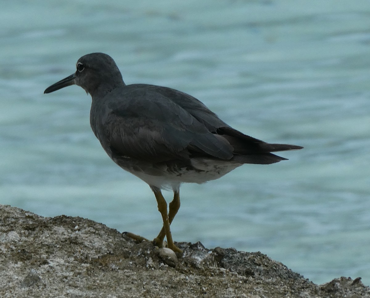 Wandering Tattler - ML645516799