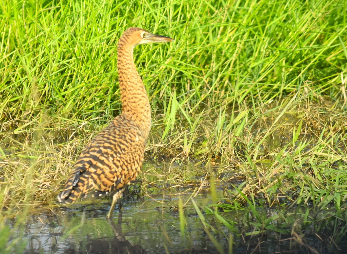 ハゲノドトラフサギ - ML645516802