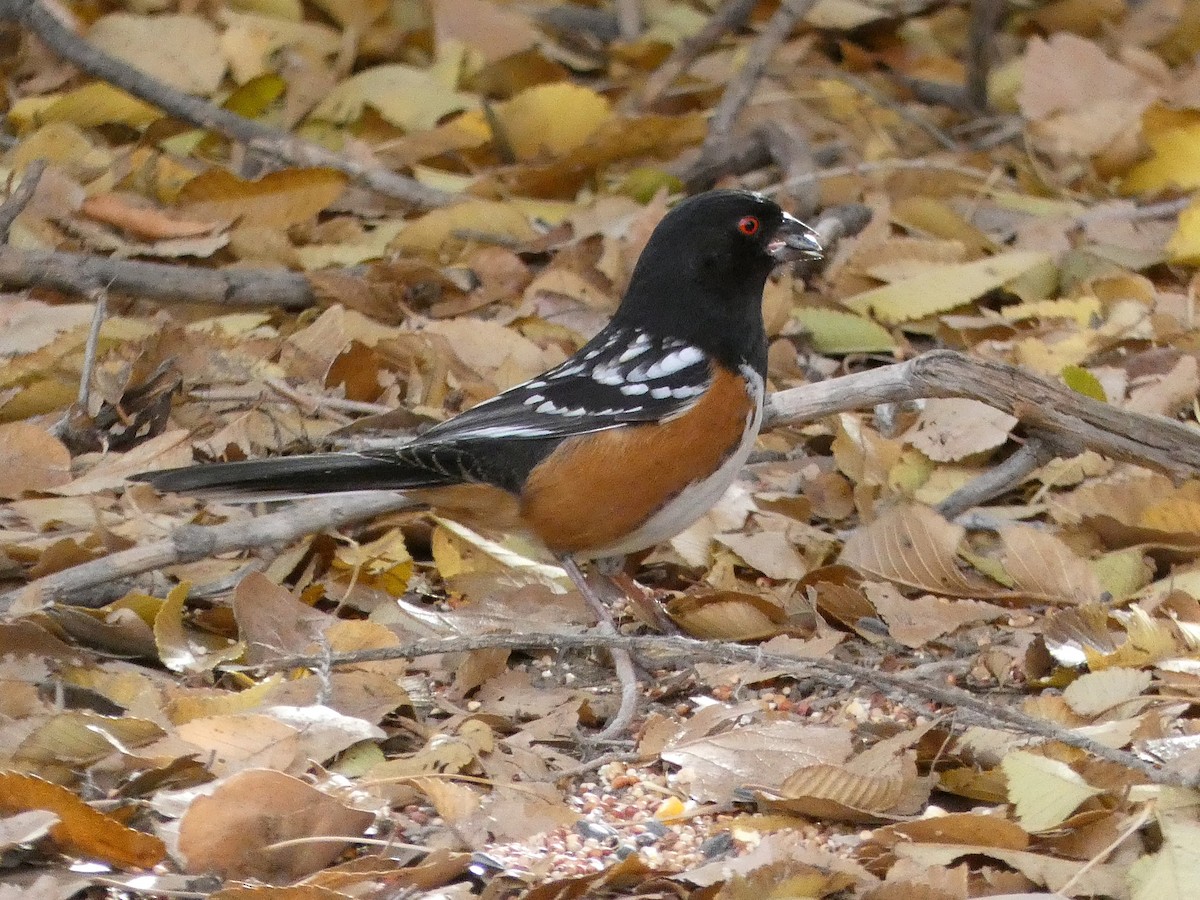 Spotted Towhee - ML645516817