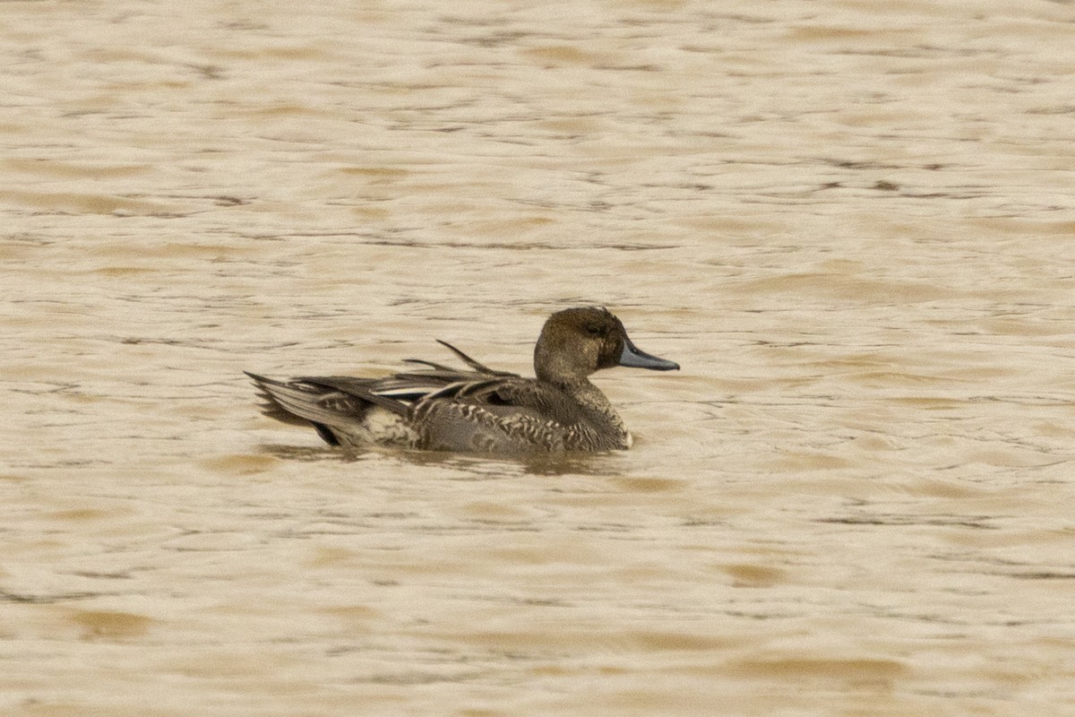 ostralka štíhlá - ML645516820