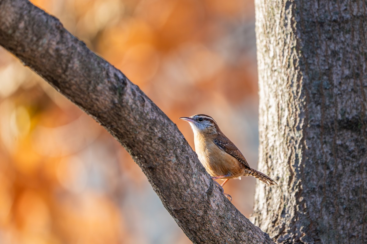 Carolina Wren - ML645516829