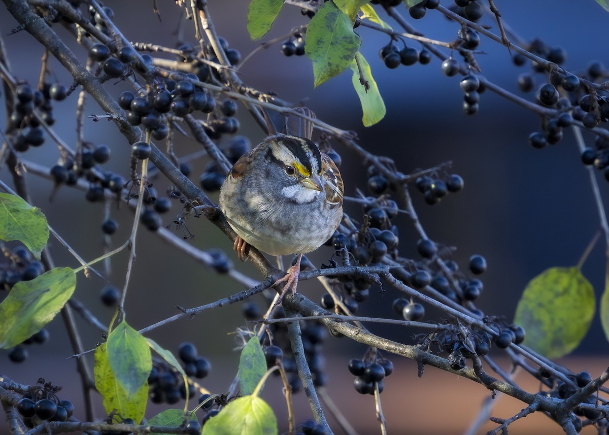 White-throated Sparrow - ML645516831