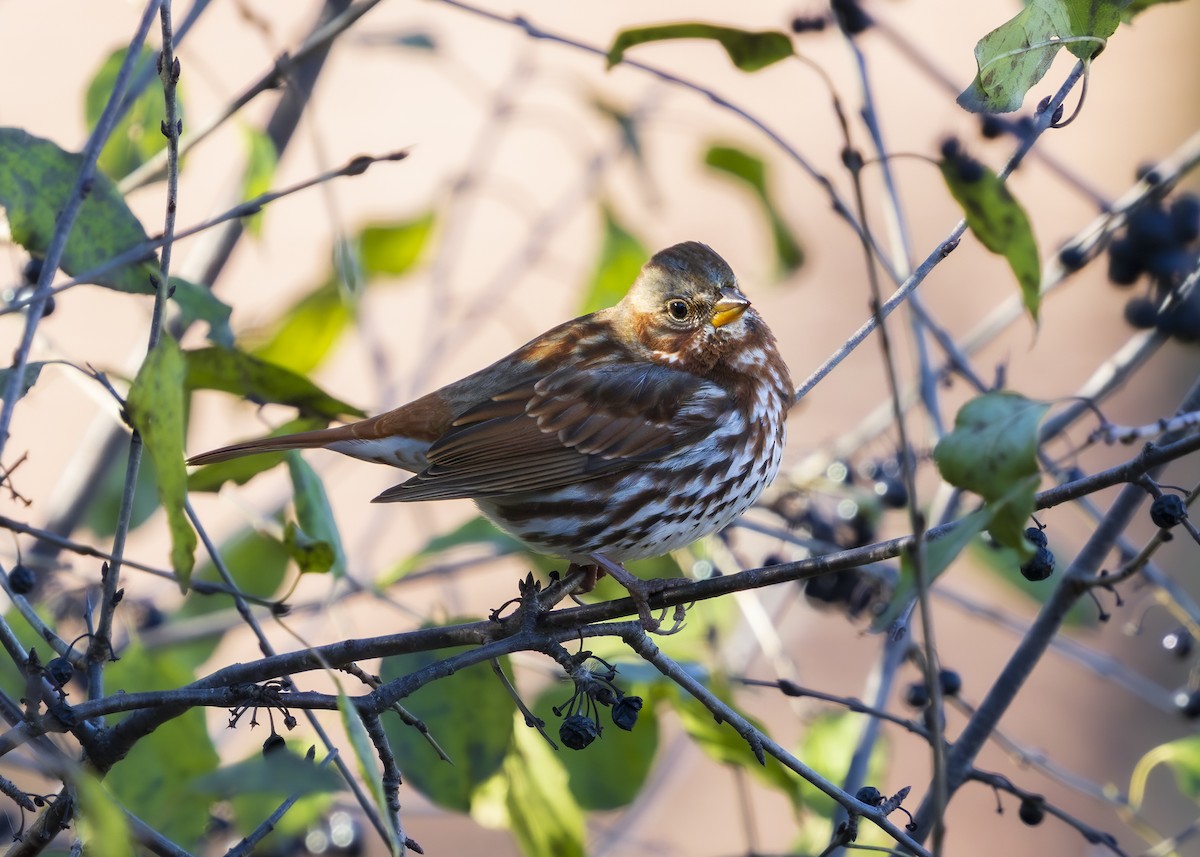 Fox Sparrow - ML645516833