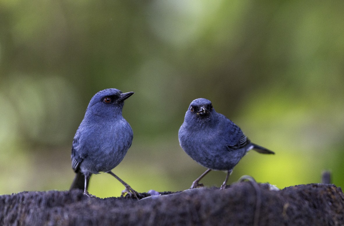 Bluish Flowerpiercer - ML645516846
