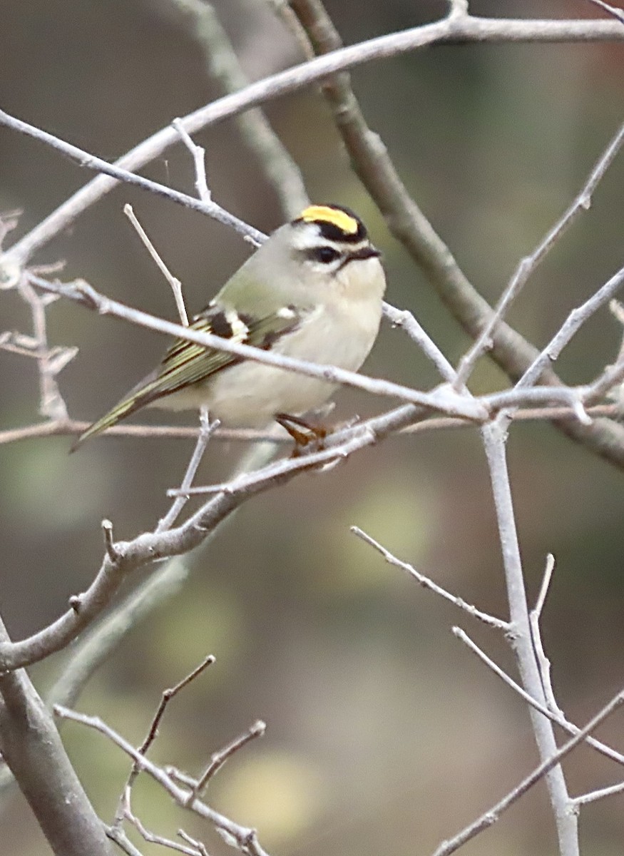 Golden-crowned Kinglet - ML645516847