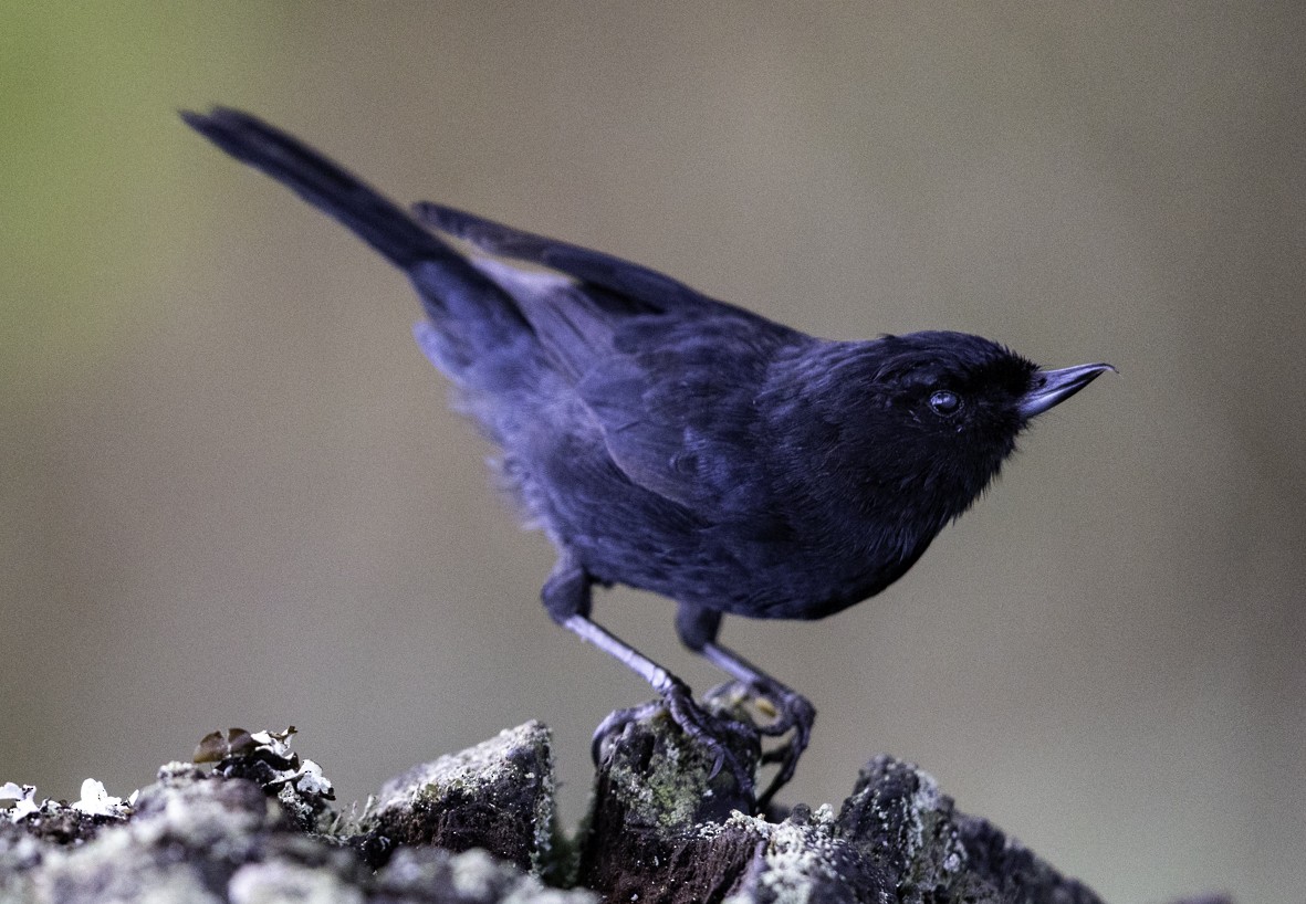 Black Flowerpiercer - ML645516850