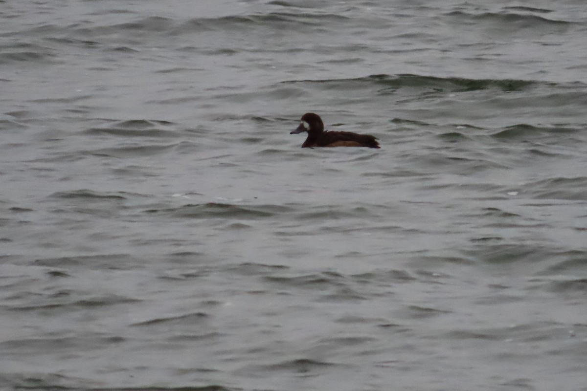 スズガモ - ML645516852