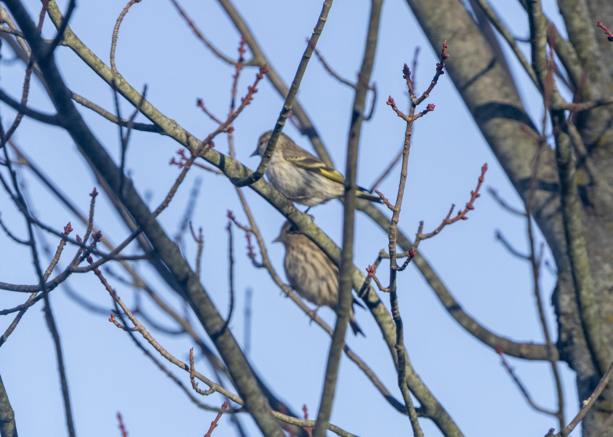 Pine Siskin - ML645516857
