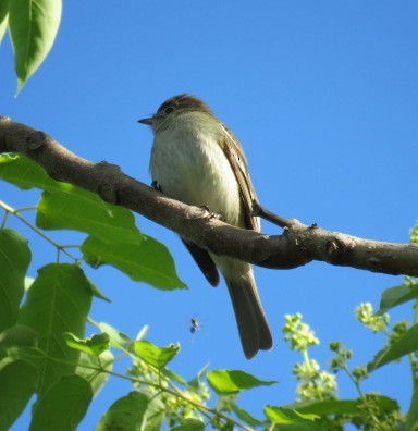 Small-billed Elaenia - ML645516859