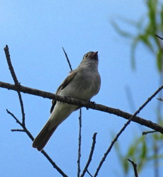 Small-billed Elaenia - ML645516860