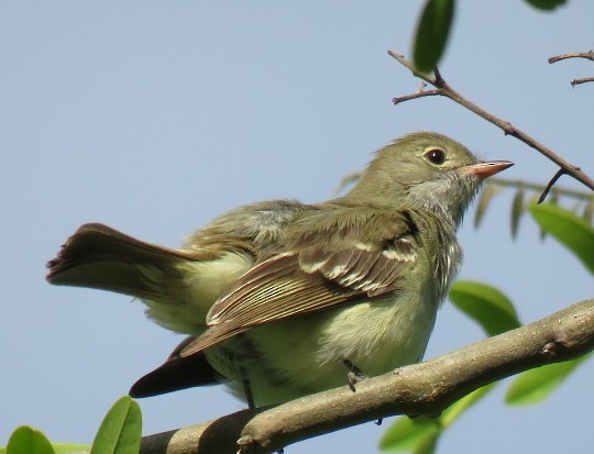 kortnebbelenia - ML645516861