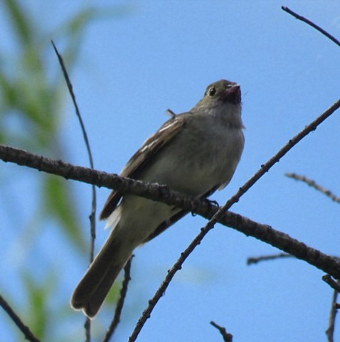 kortnebbelenia - ML645516862