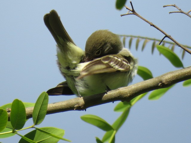 kortnebbelenia - ML645516863