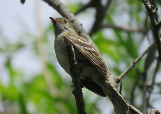 kortnebbelenia - ML645516864