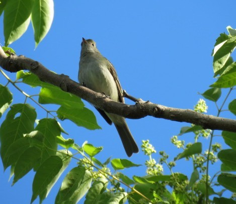 Small-billed Elaenia - ML645516865